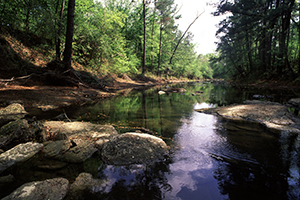 SCENIC PICTURE OF FORESTED STREAM